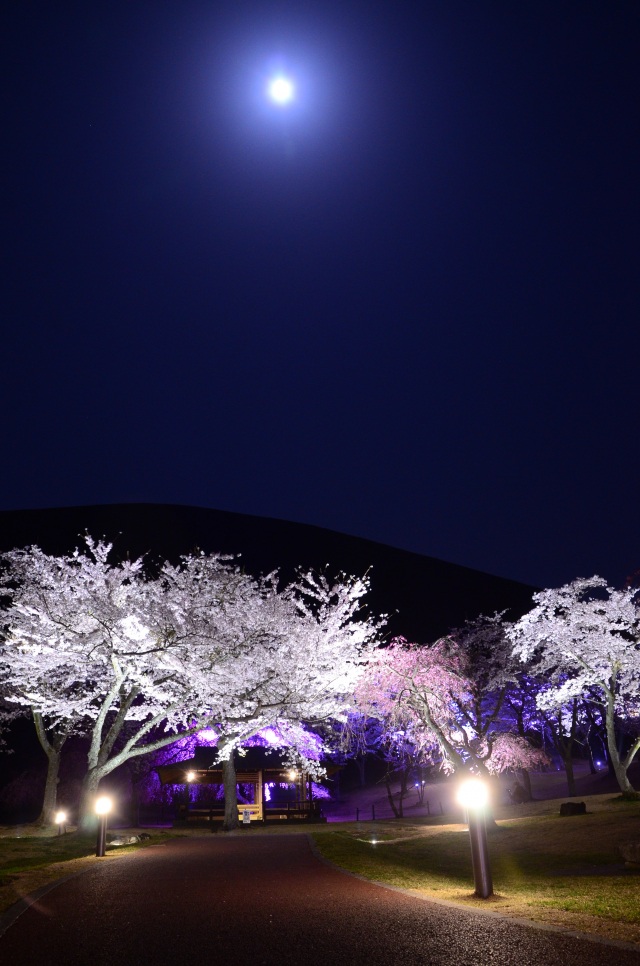 さくらの里ライトアップ