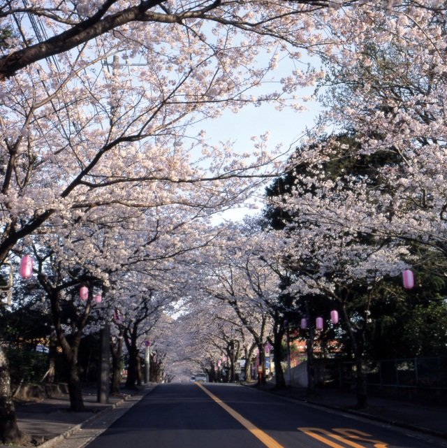伊豆高原桜並木２