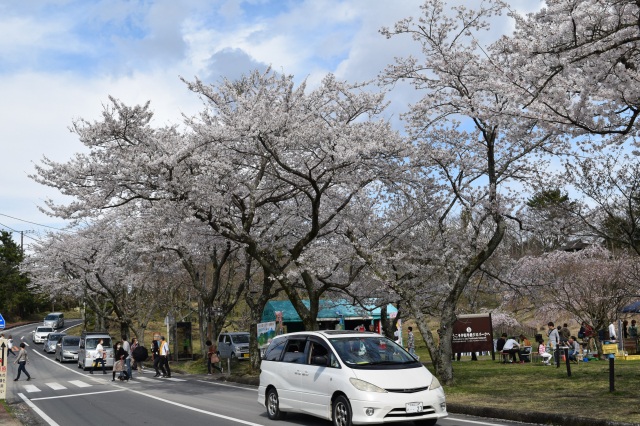 さくらの里２