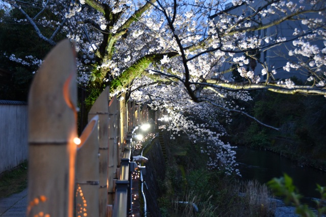 竹灯り×夜桜　松川遊歩道01