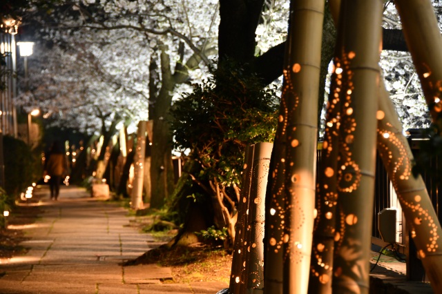 竹灯り×夜桜　松川遊歩道03