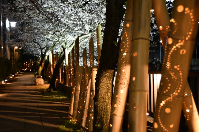 竹灯り×夜桜　松川遊歩道04