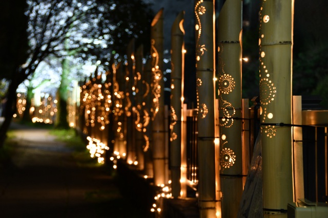 竹灯り×夜桜　松川遊歩道05