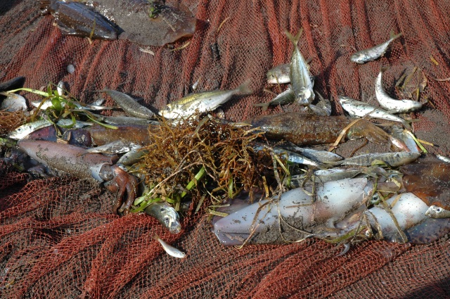 観光地引網体験４