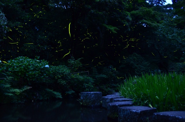 ほたる観賞会７