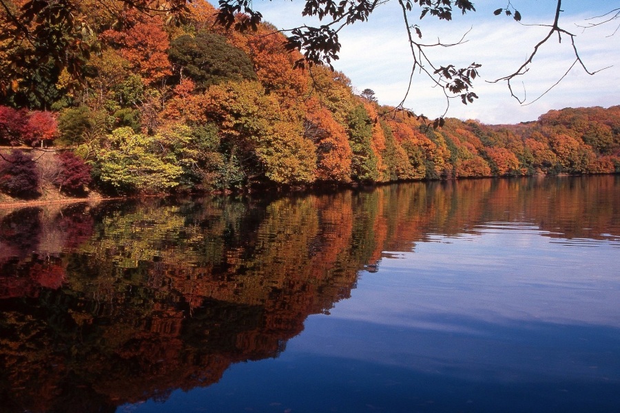 一碧湖・丸山公園の紅葉状況はこちら！