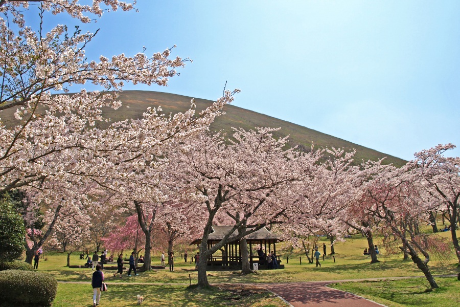 桜の開花状況はこちら！