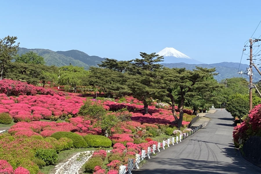 2024年つつじ開花状況はこちら！