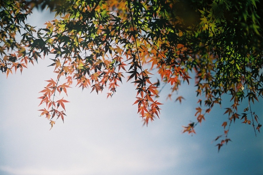 【紅葉前後に立ち寄りたいお店♪】