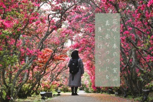 花咲く春の小室山。真っ赤なつつじを見に行こう！