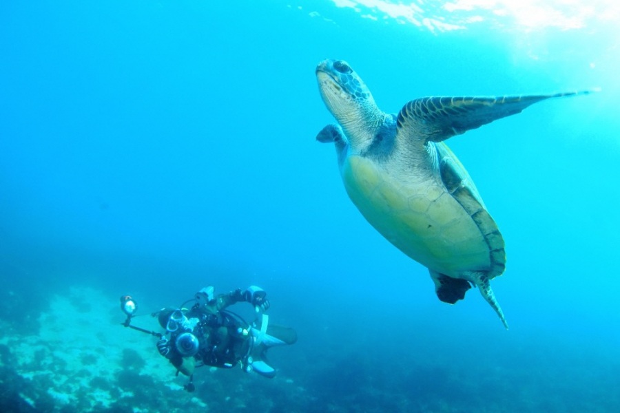 ウミガメ（イメージ）