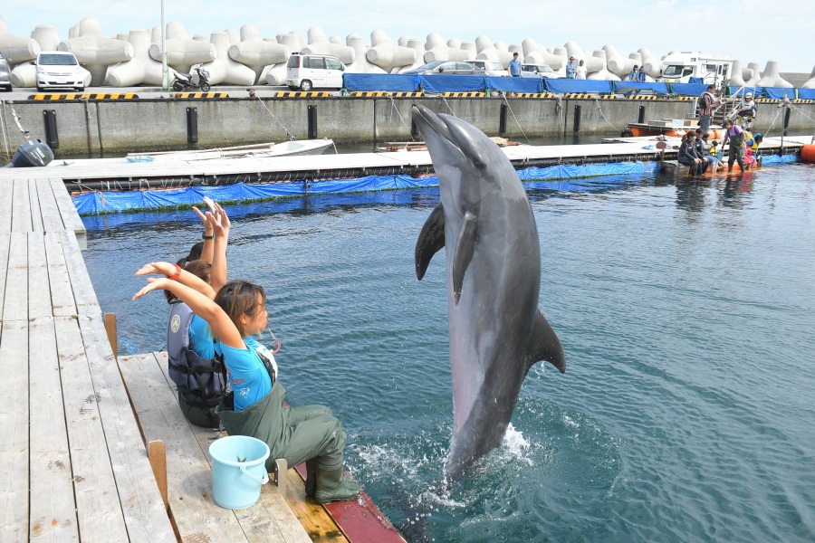 元気いっぱいのイルカ