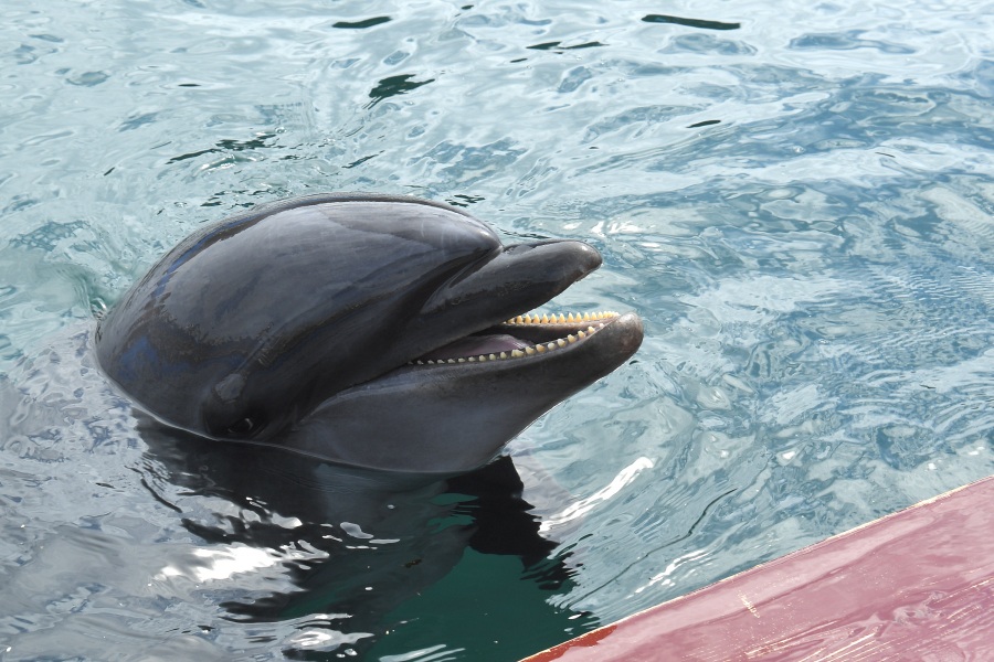 人懐っこいです