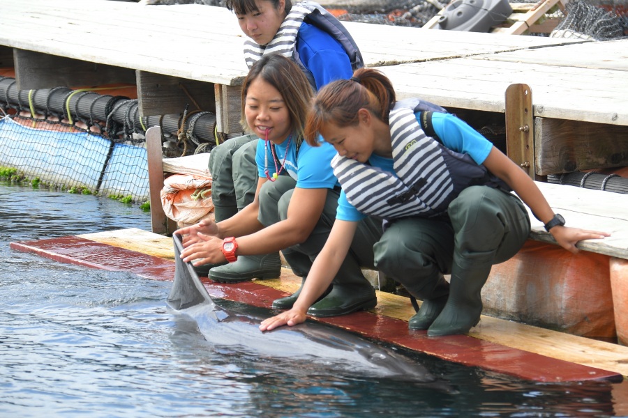 尾ビレを触ってください