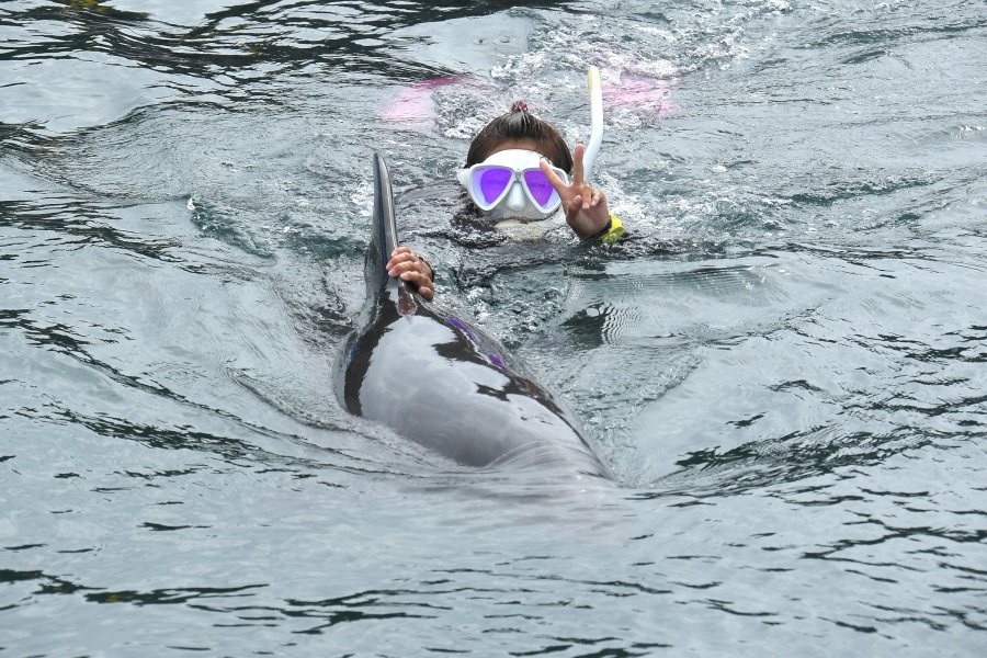 イルカと一緒に泳げます