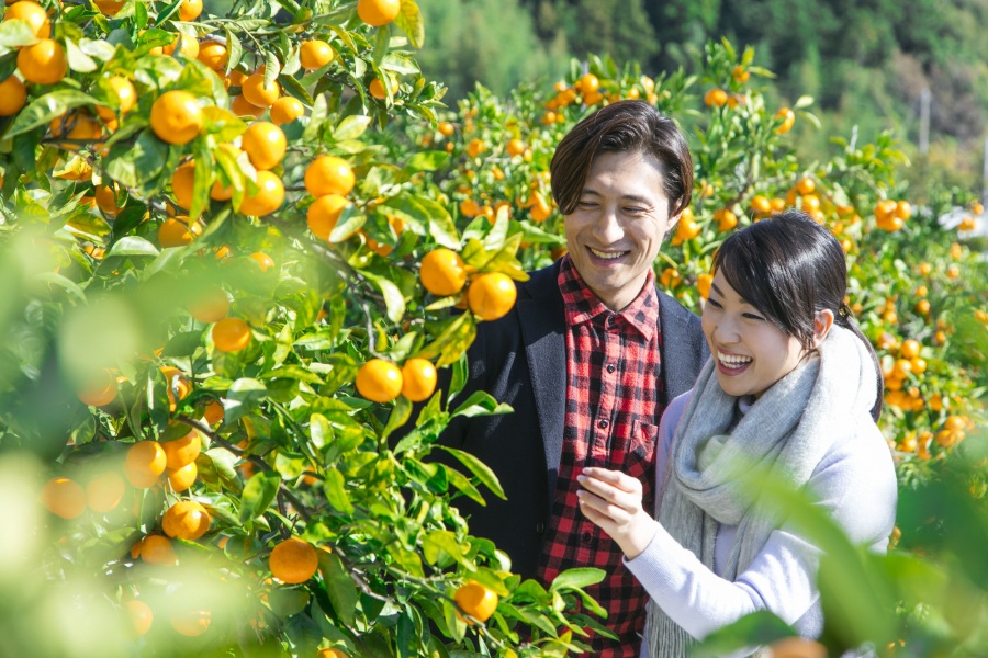 みかん狩り体験02