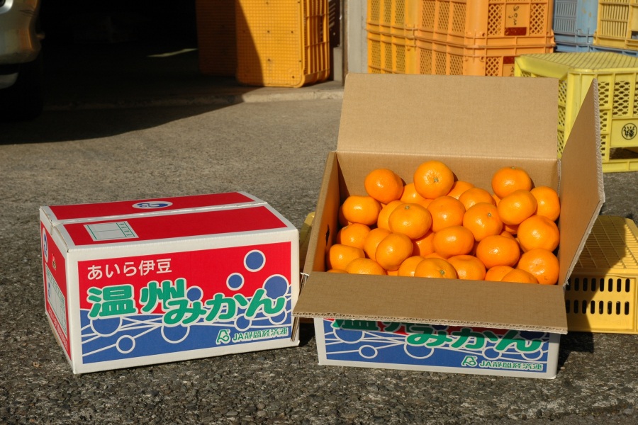 みかん狩り体験03