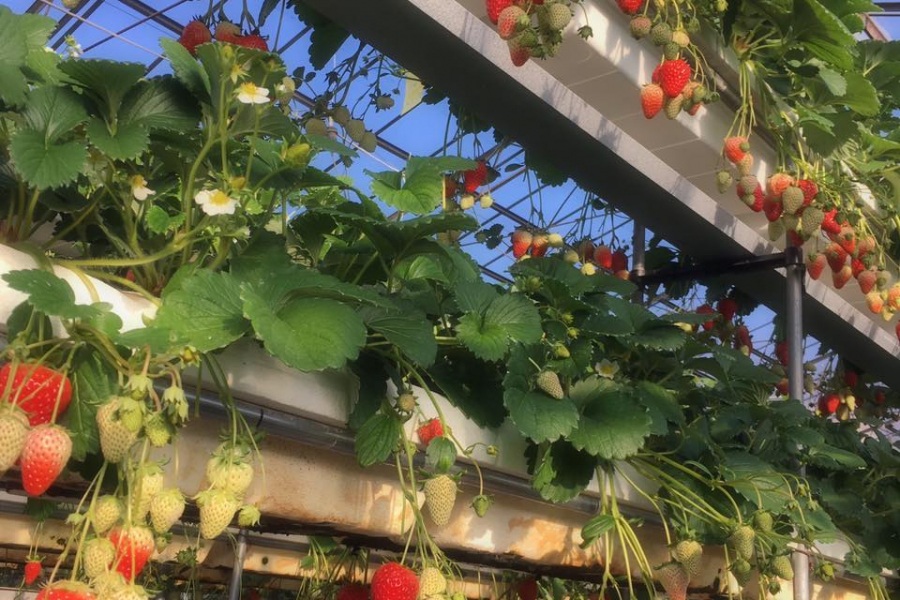 イチゴ狩り体験02