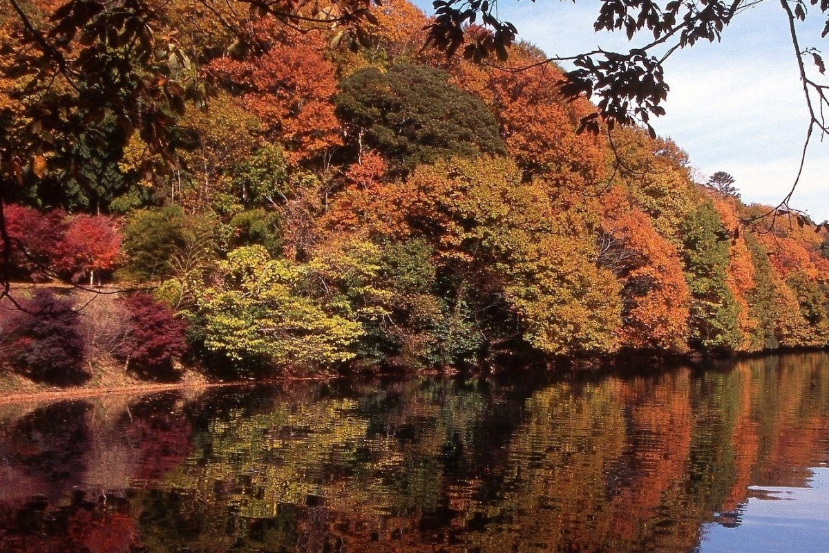 幻想的な湖面の伊豆の瞳 一碧湖 の紅葉