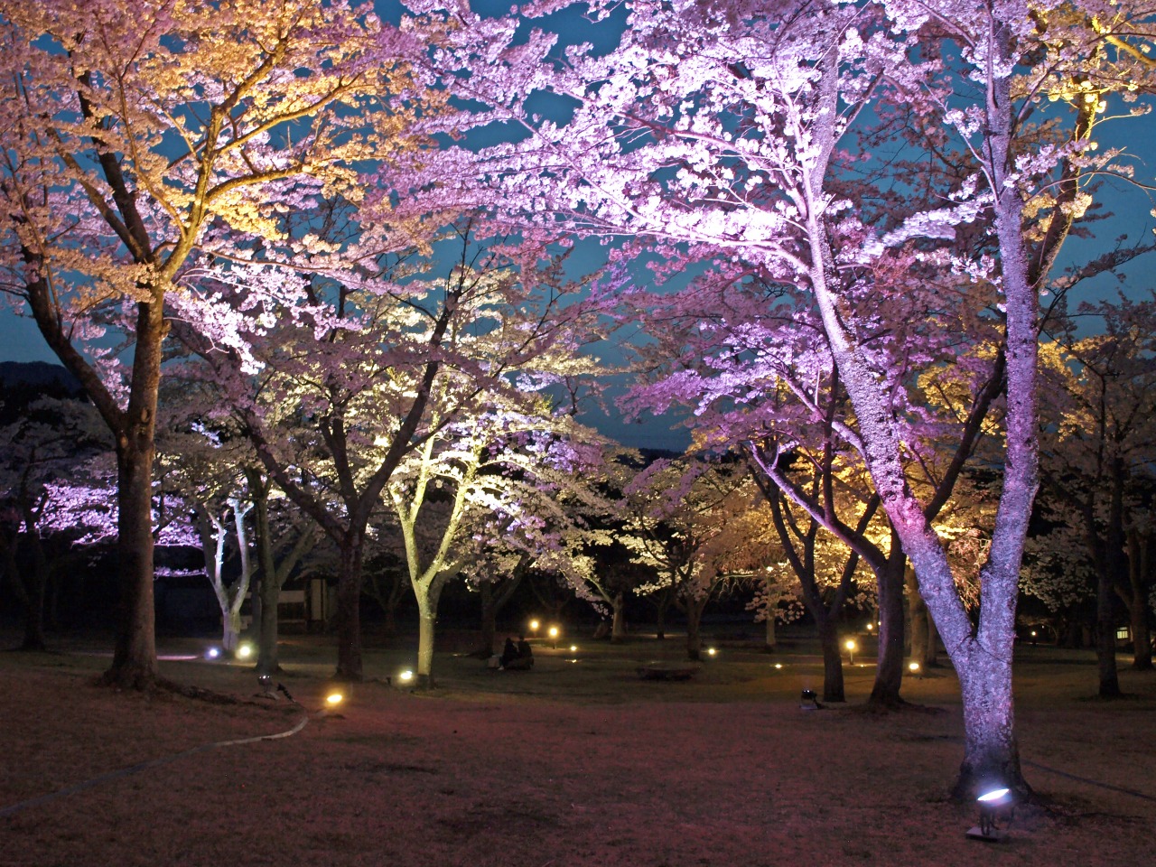 夜桜のライトアップ2