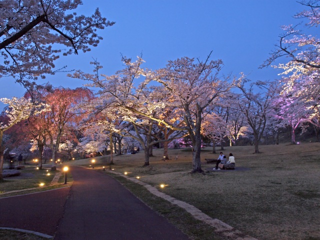 夜桜のライトアップ3