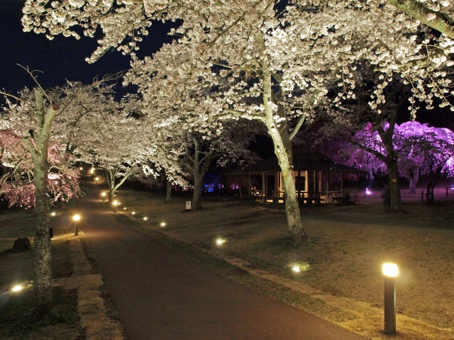 夜桜のライトアップ5