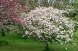 約40種1500本の桜