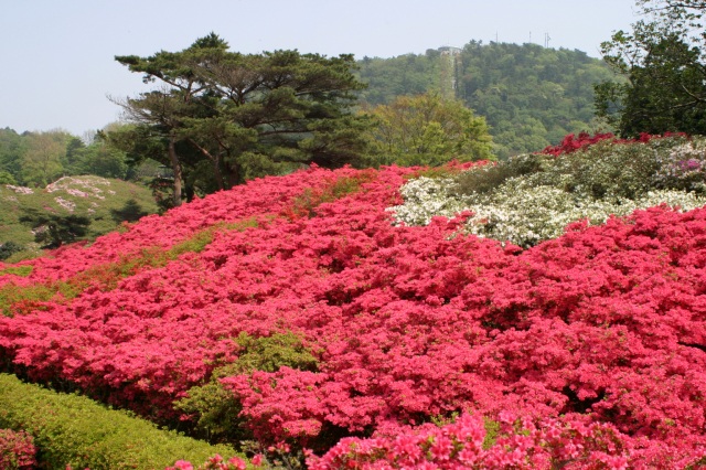 登山リフトをバックに