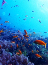 陸上では体験できない海の世界。